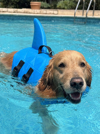 Perro nadando con el Salvavidas Norcan azul en una piscina