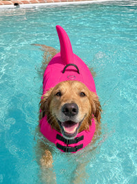 Perro nadando con el Salvavidas Norcan rosa en una piscina