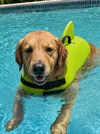 Perro nadando con el Salvavidas Norcan verde en una piscina